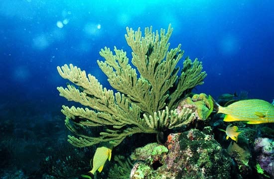 Meliá Las Américas - Centro de Buceo